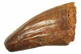 Cretaceous Fossil Crocodylomorph Tooth - Morocco #298096-1